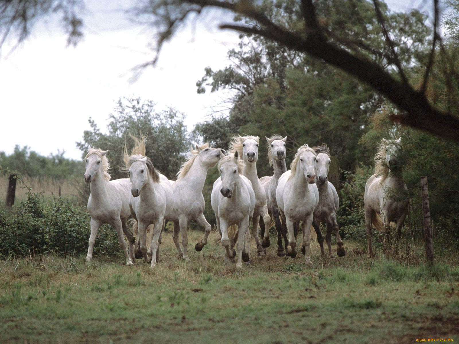 wild, and, free, camargue, horses, , 